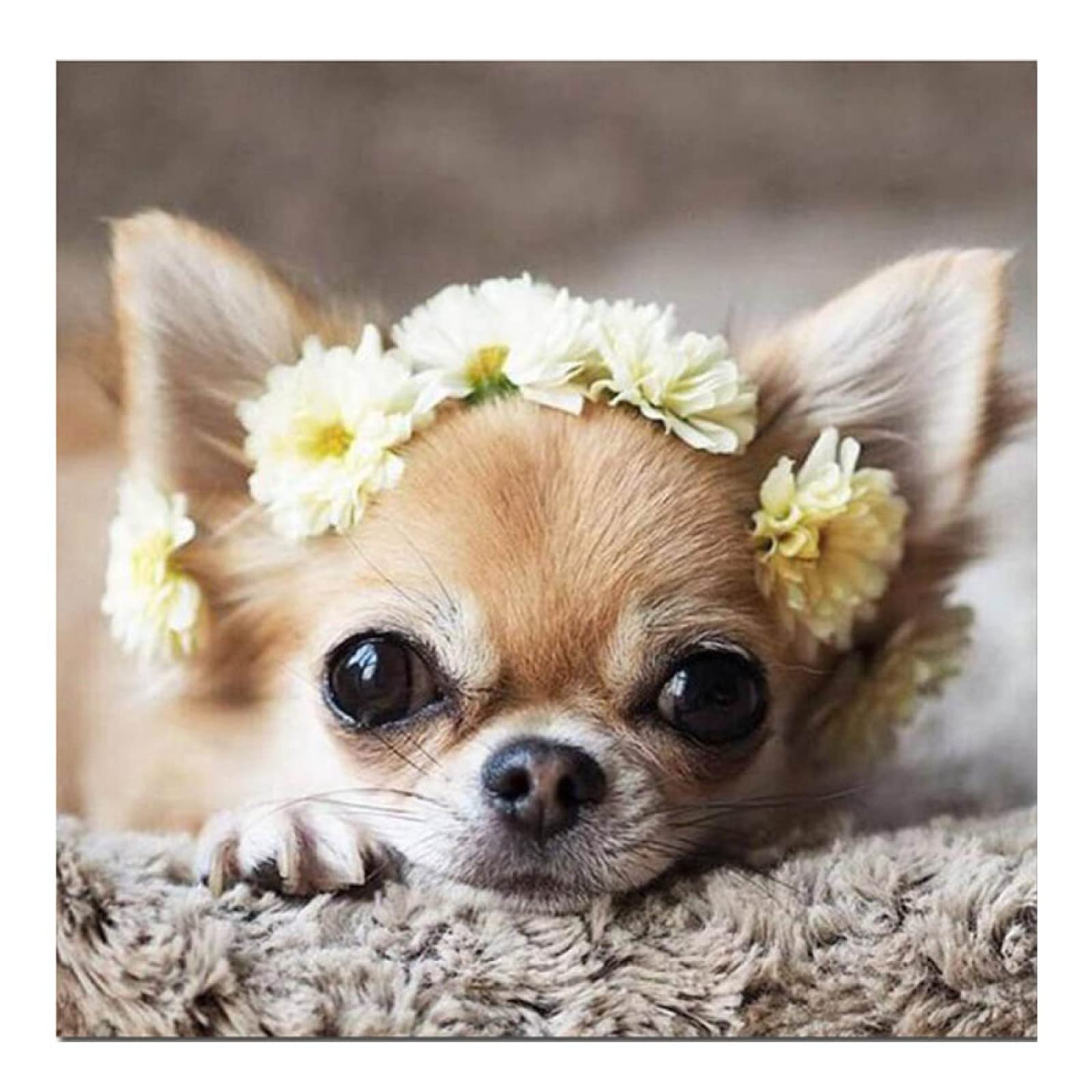 Amazon | 大人のための500ピースのパズル、かわいいチワワ犬